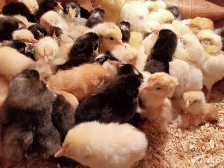 Цыплята