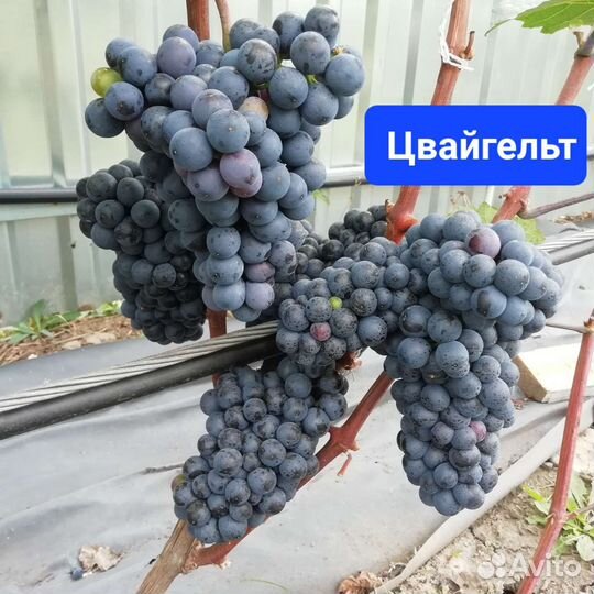 Виноград.Технические(винные) Сорта