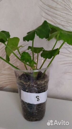 Пеларгония герань красная И белая