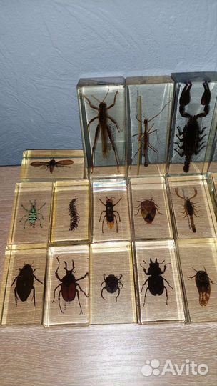Коллекция насекомых