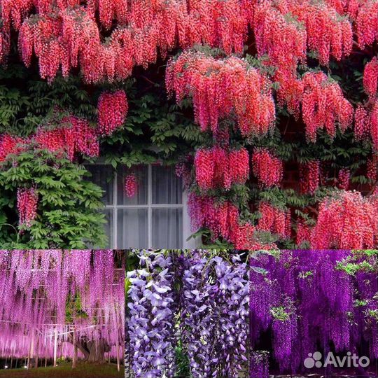 Набор из 4 цветов глициний