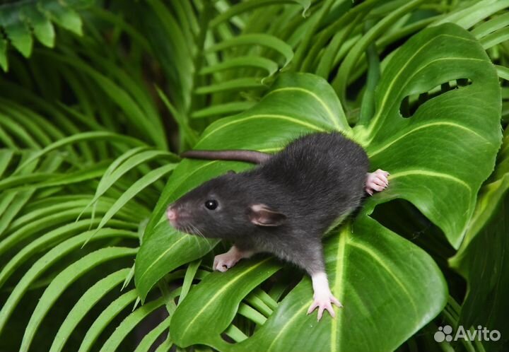 Крысята.крысята дамбо