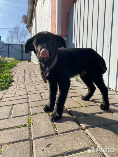 Маленькая собака