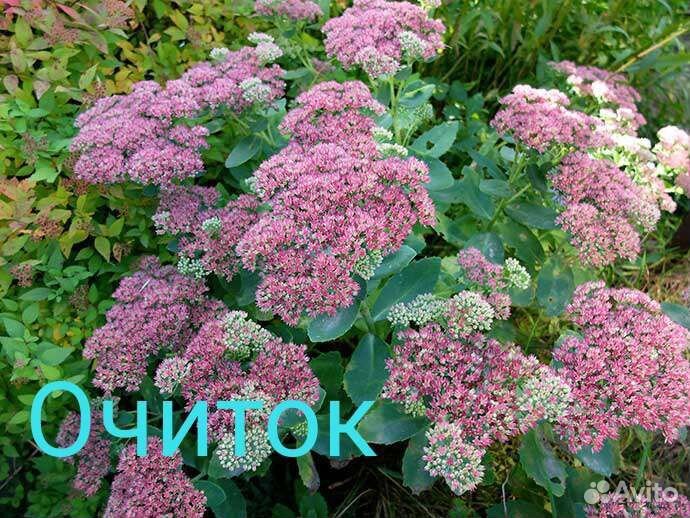 Бадан, бузульник, вербейник и т. д