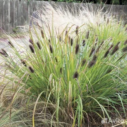 Пенисеттум