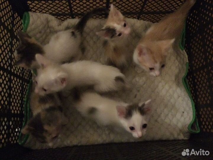Котята