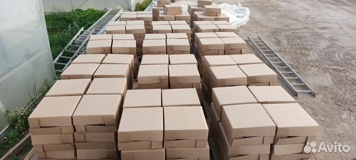 Сеянцы Ель зкс