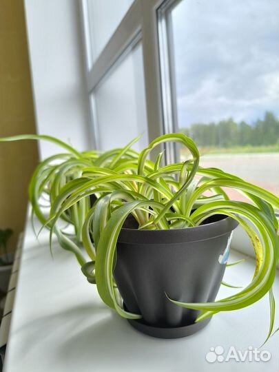 Хлорофитум кудрявый композиция в интерьере