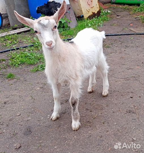 Альпийская козочка