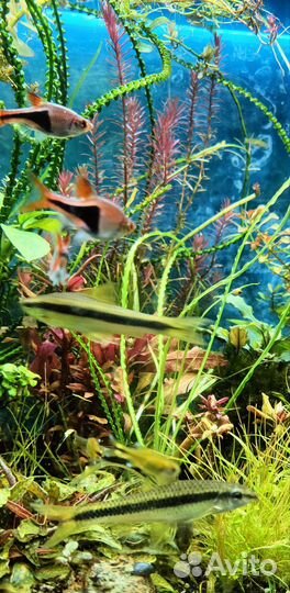 Кринум курчавый