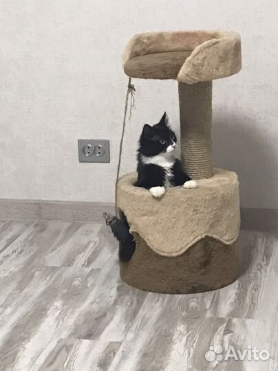 Домик для кошки с когтеточкой бу