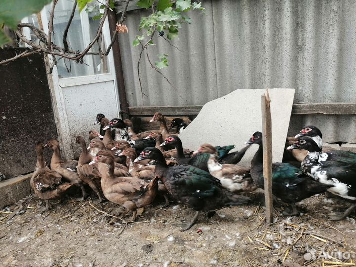 Индоутка мускусная утка