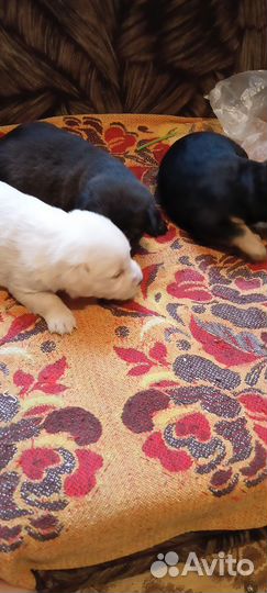 Щенок в добрые руки бесплатно