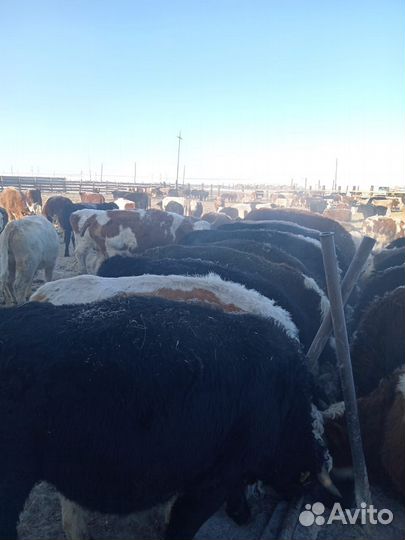 Бычки 72 голов