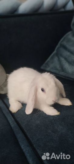 Продам вислоухого декоративного кролика