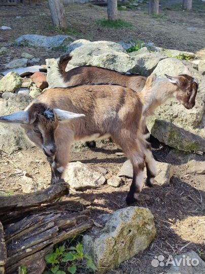 Козлята от высокоудойных коз