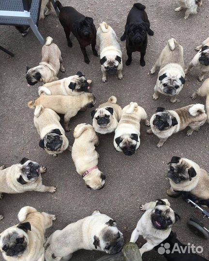 Передержка собак (мопсов)
