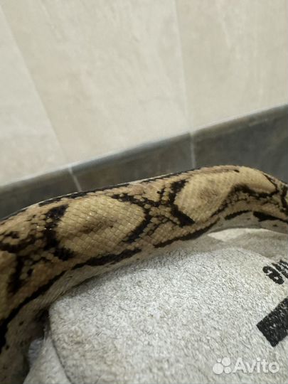 Змея императорский удав