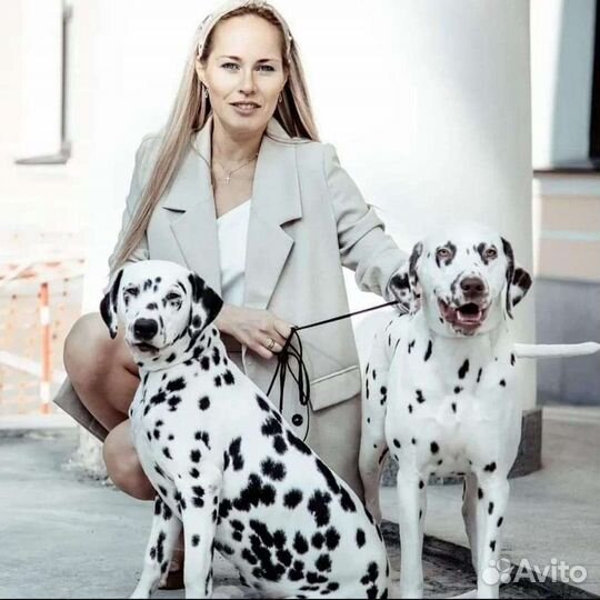 Фотосессия с далматинами