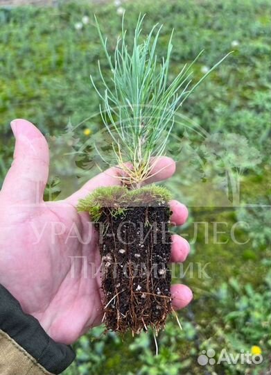 Голубая ель зкс сеянцы