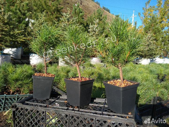 Кедр зкс 15-20 см