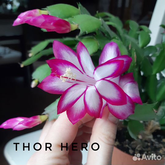 Декабрист (шлюмбергера) разные цвета