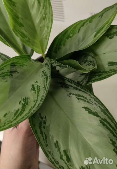 Аглаонема Silver Bay