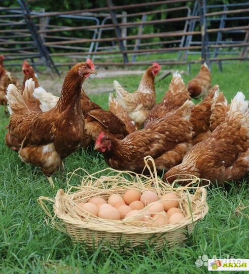 Куры молодки несушки