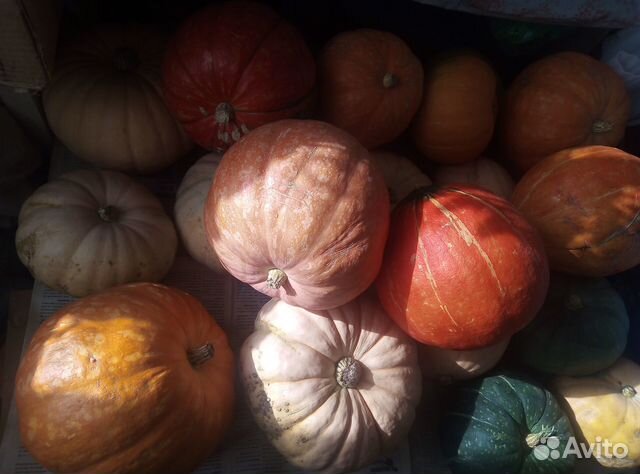 Семена тыкв россиянка и крошка