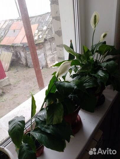 Спатифиллум