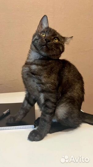 Позитивчик в добрые руки