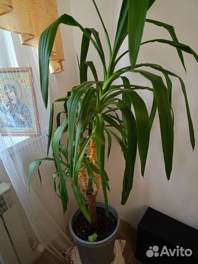 Комнатные растения цветы большие