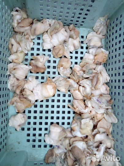 Черноморские продукты мидии устрицы от 50 р