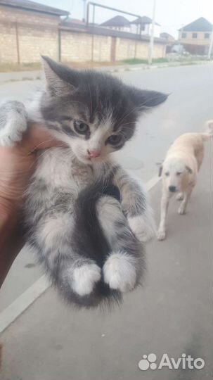 Котята мальчики