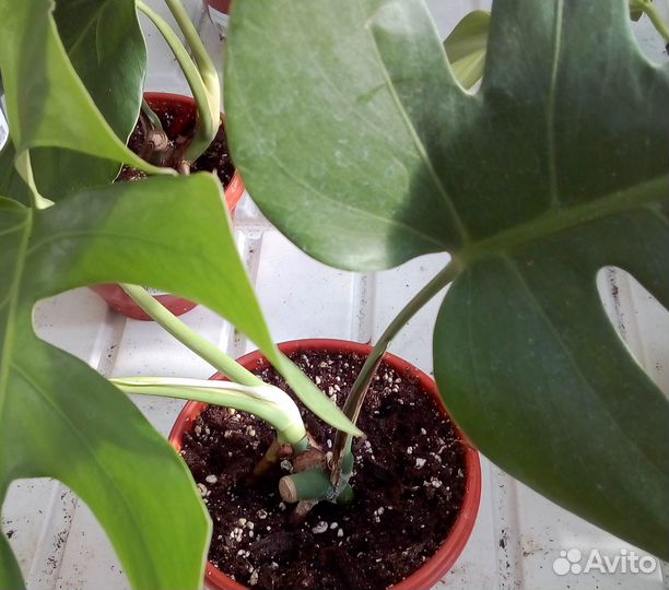 Циперус/Монстера/Солейролия/Рео/Пеперомия магнолие