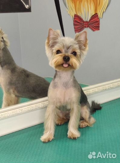 Стрижка собак и кошек, грумер, груминг