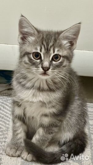 Кошечка