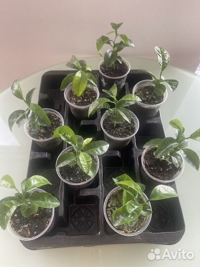 Продам саженцы лимона