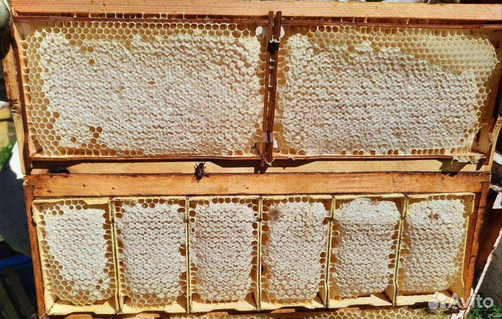 Мед липовый