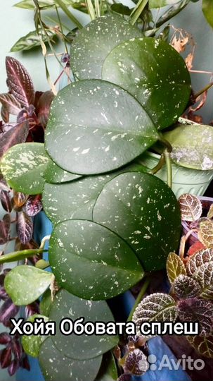 Красавицы хойи 20 сортов