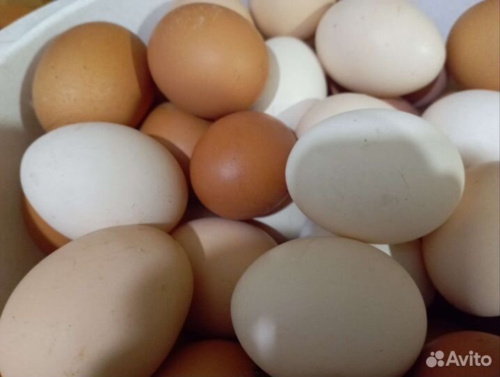 Яйцо куриное, домашние