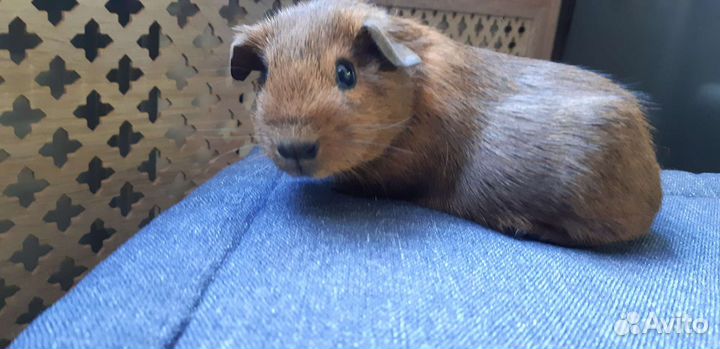 Морские свинки