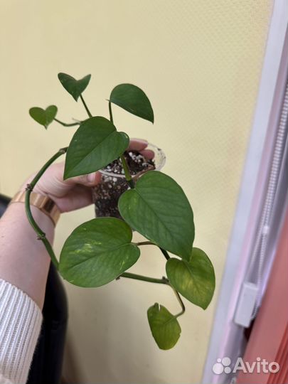 Сциндапсус