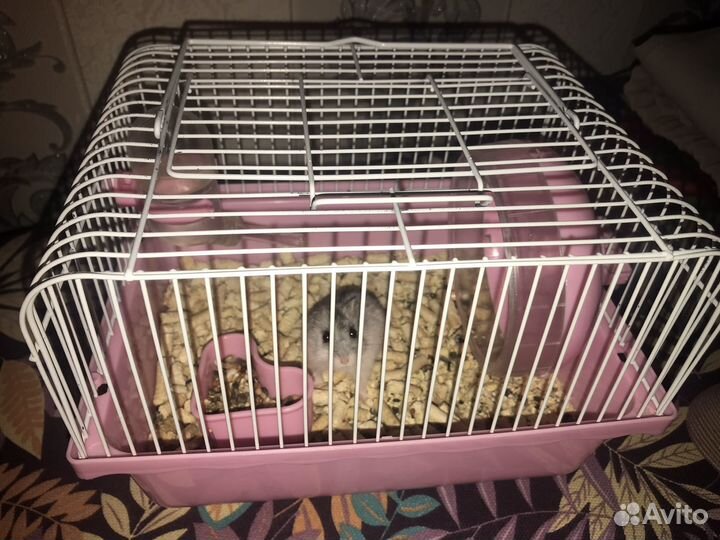 Хомяки вместе с клеткой