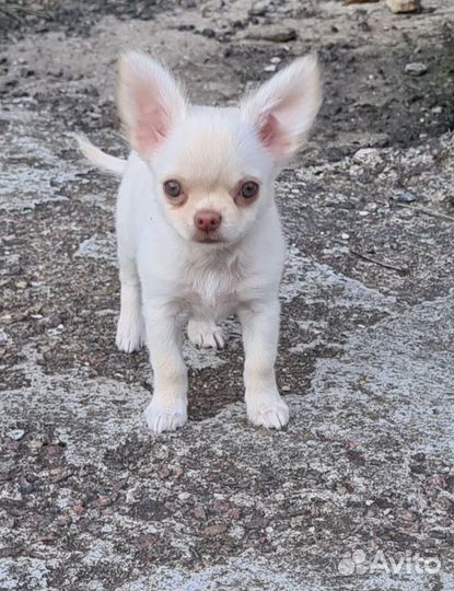 Мальчик крем дл/ш