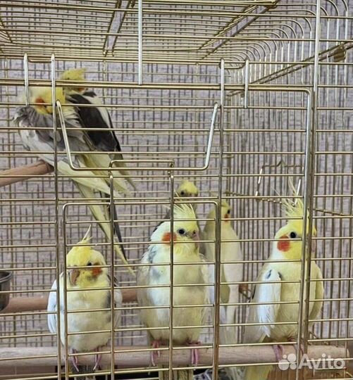 Попугаи (птенцы) в наличии и под заказ