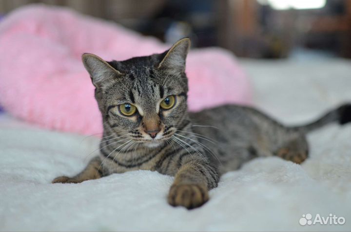 Котенок Стелла в добрые руки