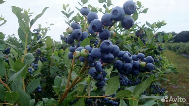 Саженцы Голубики Блюкроп дюк в горшке 3л доставка