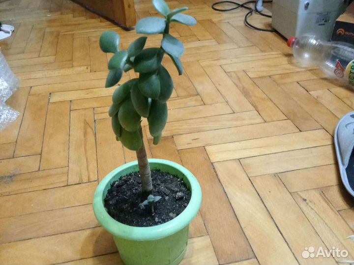 Денежное дерево.Толстянка. Японское счастье