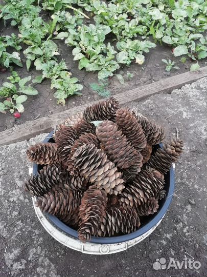 Шишки еловые